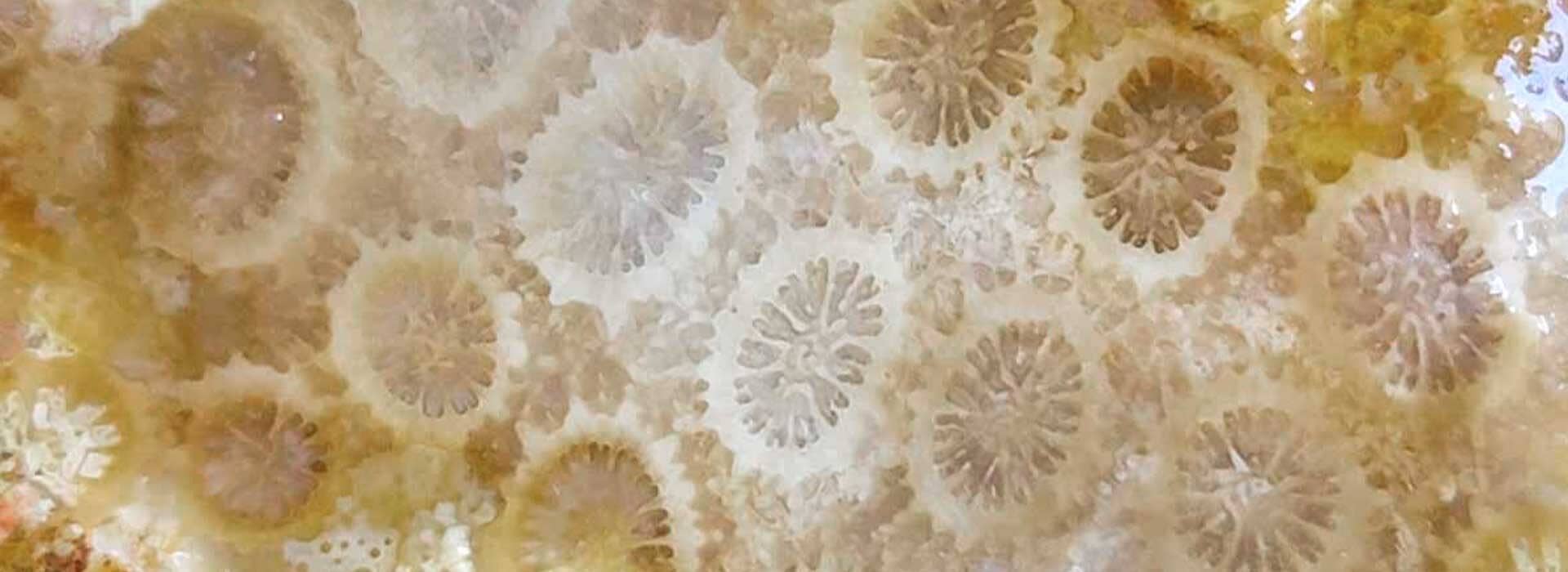 fossil-coral_4d813f88-0086-