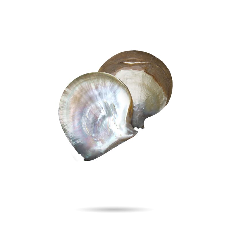 AWNL Japan｜マザーオブパール 真珠母 誕生石 天然石 アクセサリー